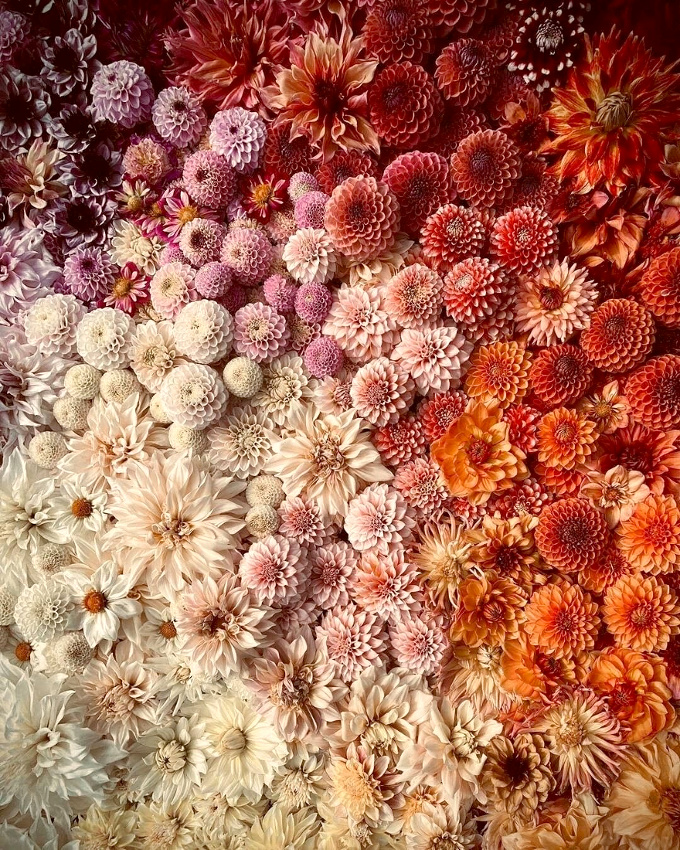 Le dahlia, une fleur dont on a oubli� la beaut� g�n�reuse...