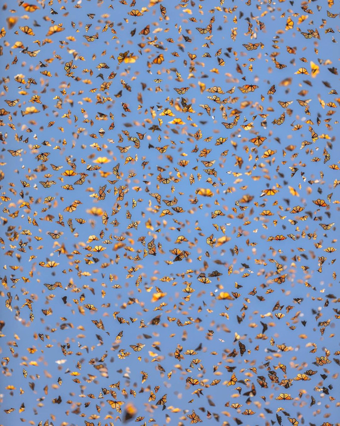 Beaut� au carr�...