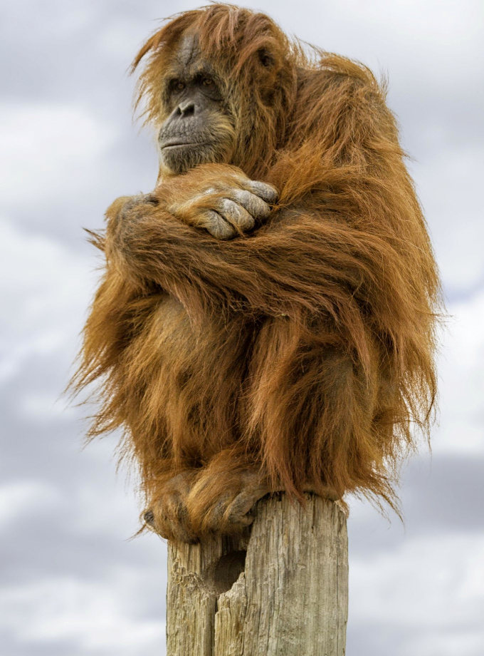 Bouder ostensiblement... tout un art !