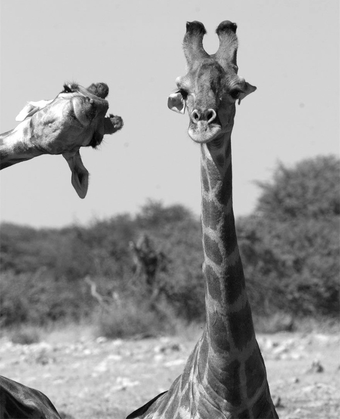 Le photobombing : un petit plaisir espi�gle dont on aurait tort de se passer !