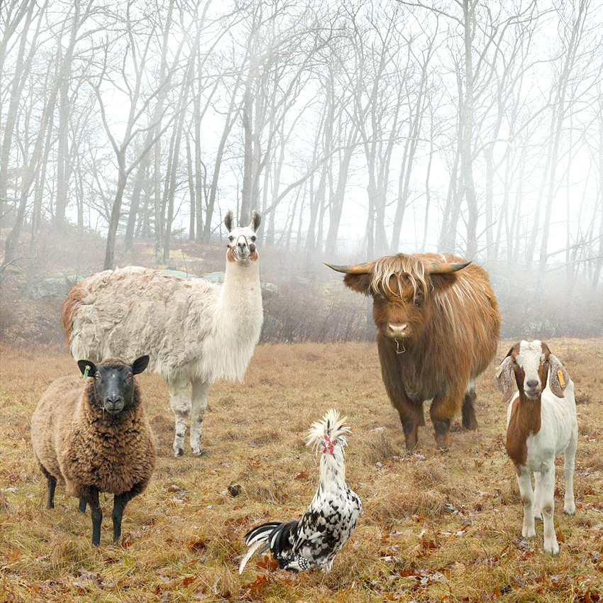 Vivement les r�unions familiales de fin d'ann�e !