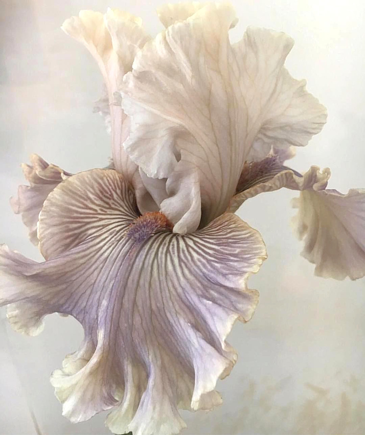 Quand la nature surpasse les couturiers...