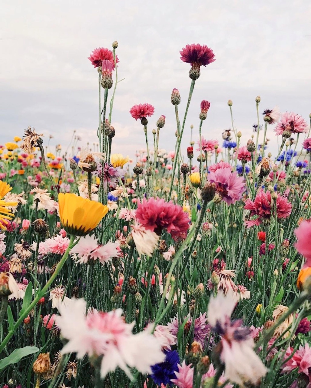 Certaines photographies m�riteraient d'�tre instantan�ment transform�es en imprim�s !