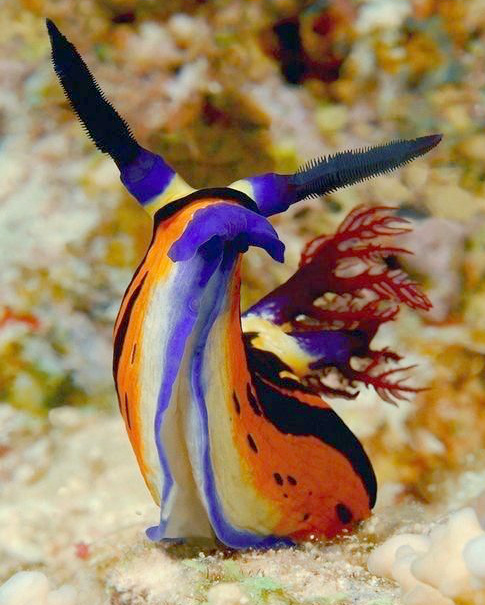 Quand les animaux se mettent sur leur 31...