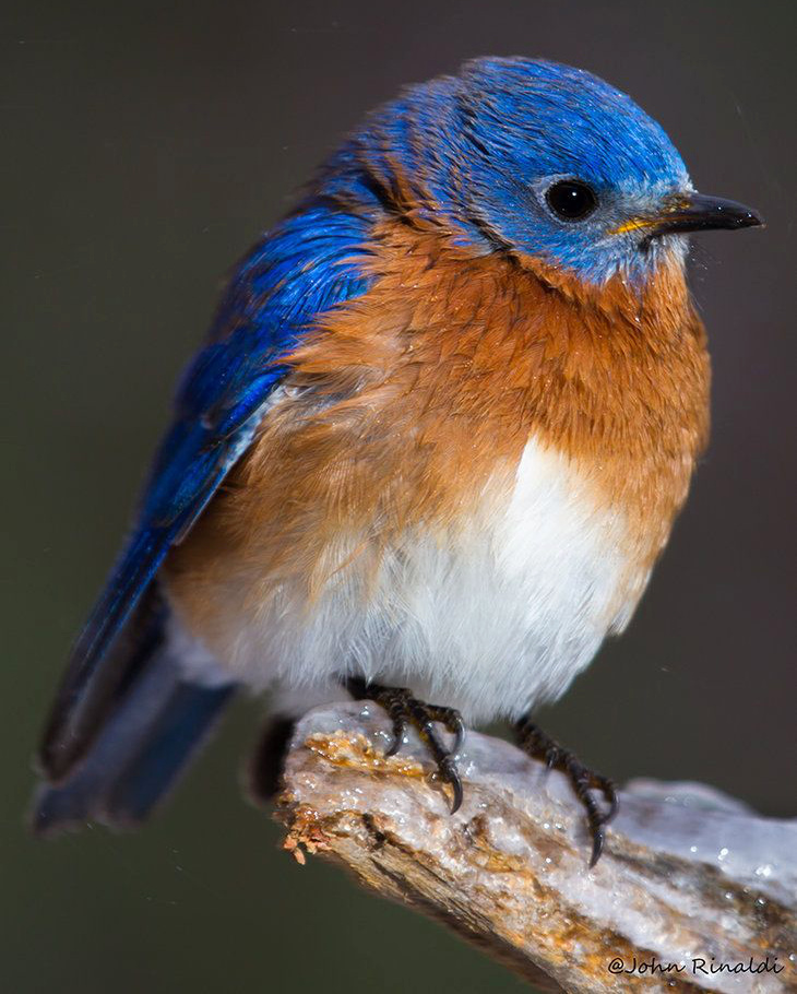 Bleu azur + caramel + blanc = le bon mix