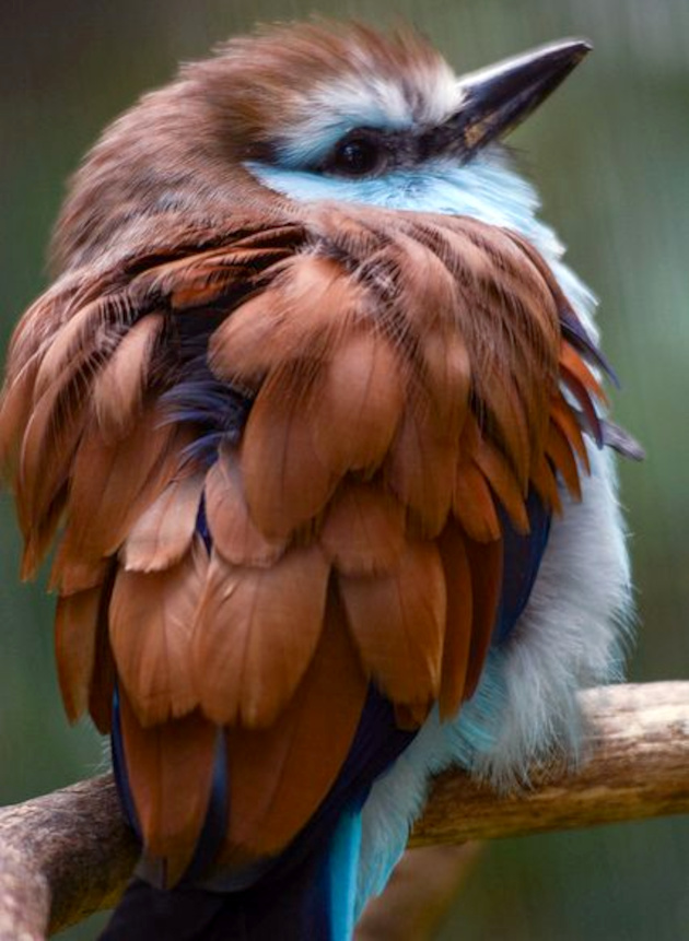 Marron + caramel + bleu turquoise + bleu marine = le bon mix