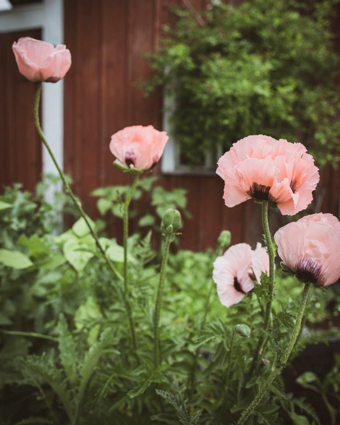 Rose trs ple + vert gazon = le bon mix