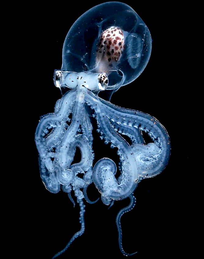 Vivre en toute transparence... tout un art !