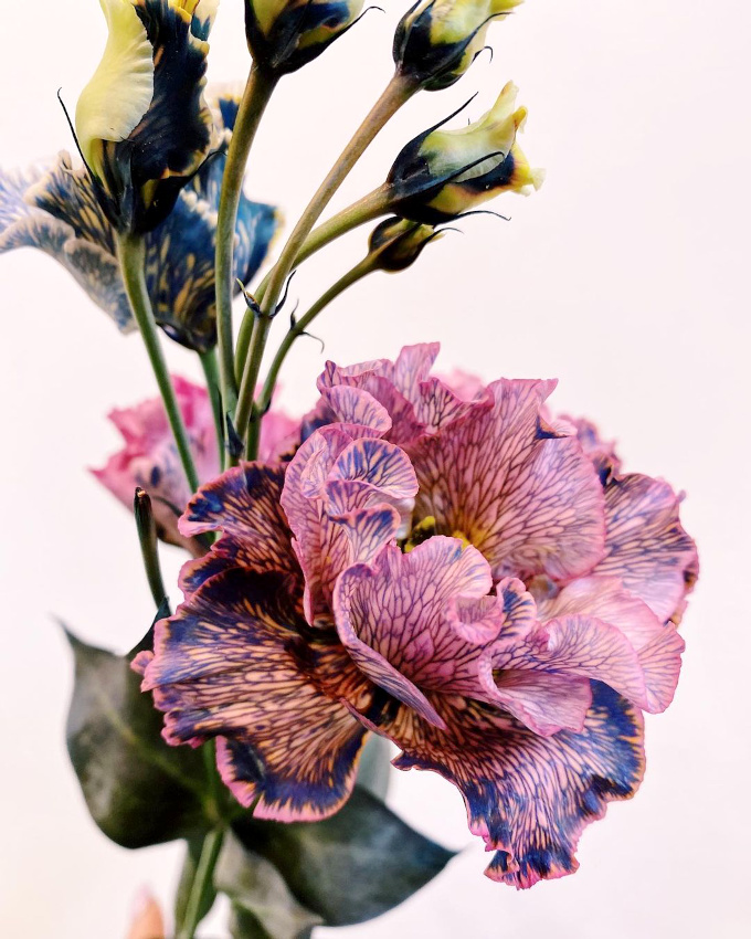 Quand la nature offre les plus parfaits des imprim�s...