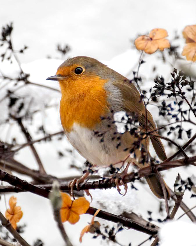 Orange + marron chtaigne + blanc = le bon mix