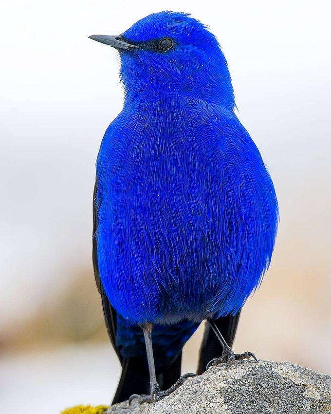 Oser la couleur... tout un art !