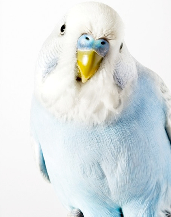 Se mettre sur son 31... tout un art !