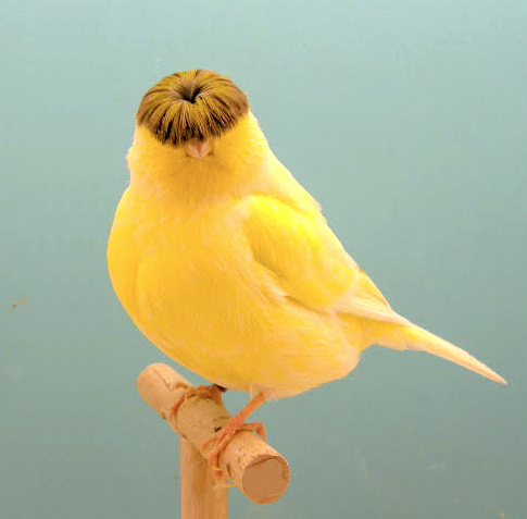 Retomber encore et toujours dans les affres de la frange...