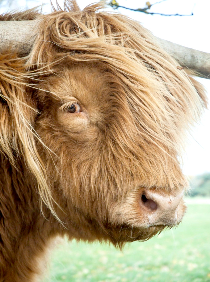 Le petit coup de vent... le meilleur alli des franges trop longues !