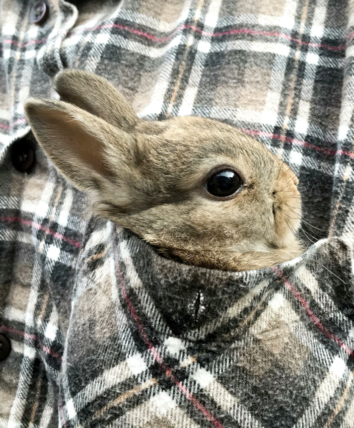 Wanted : de la douceur inconditionnelle !