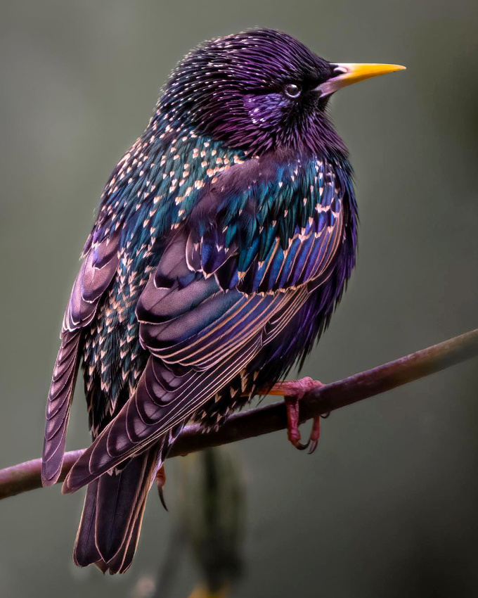 Quand la nature surpasse les couturiers...