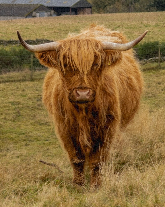 Assumer son amour de la frange... tout un art !