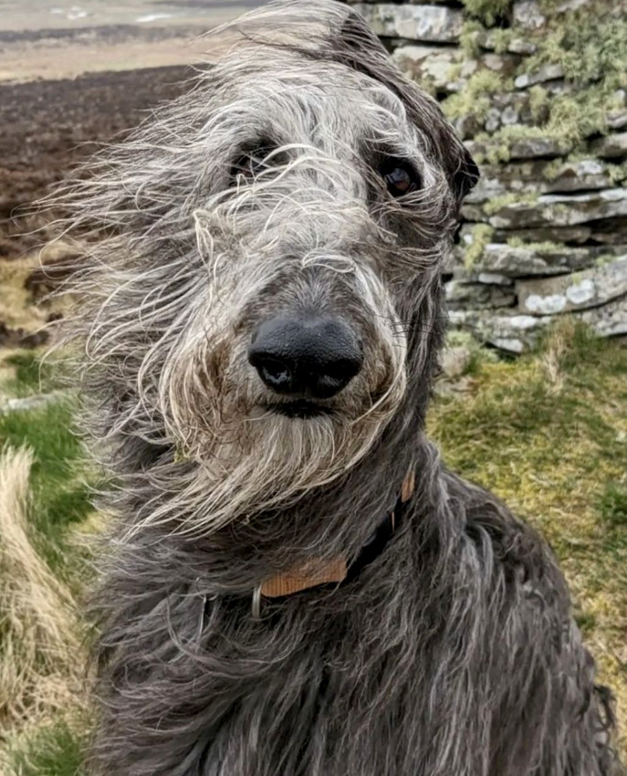 tre dans le vent... tout un art !