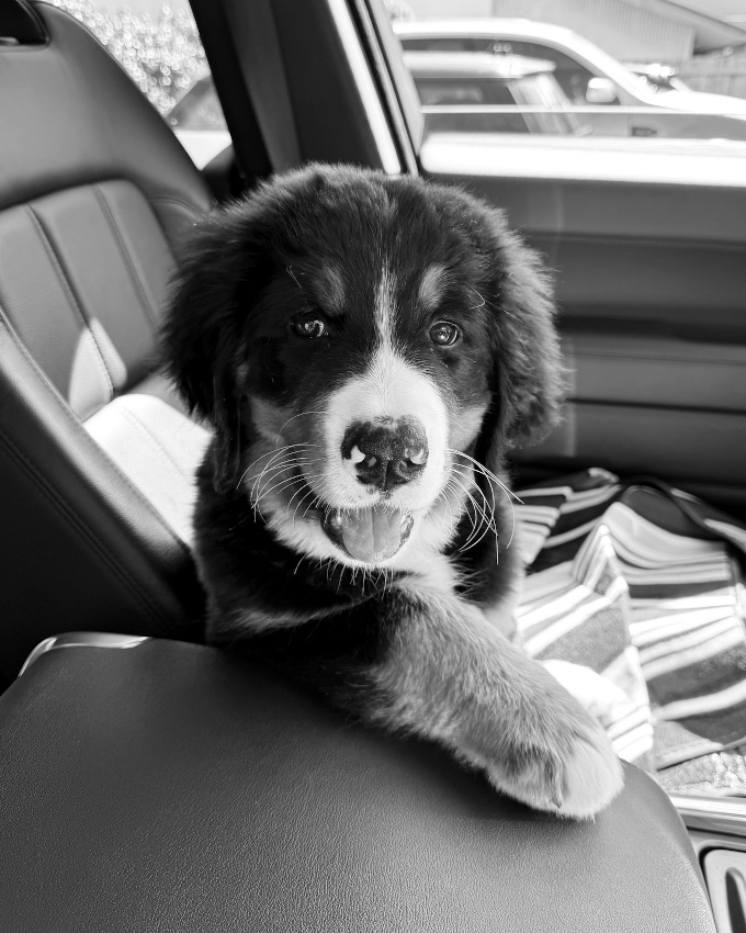 Tomber amoureux... tout un art !