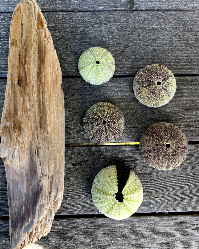 Collectionner la beaut... tout un art !