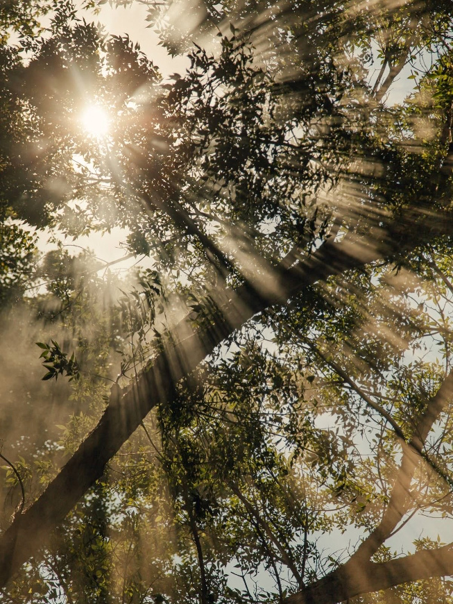 Arbre + lumire = le bon mix