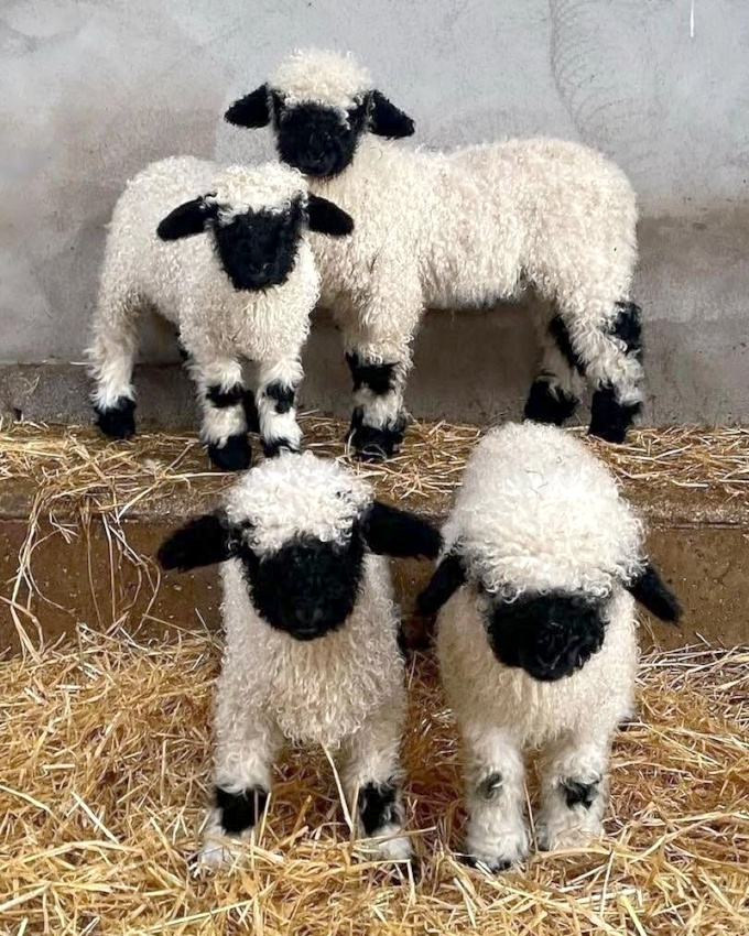 Faire partie d'un gang... tout un art !