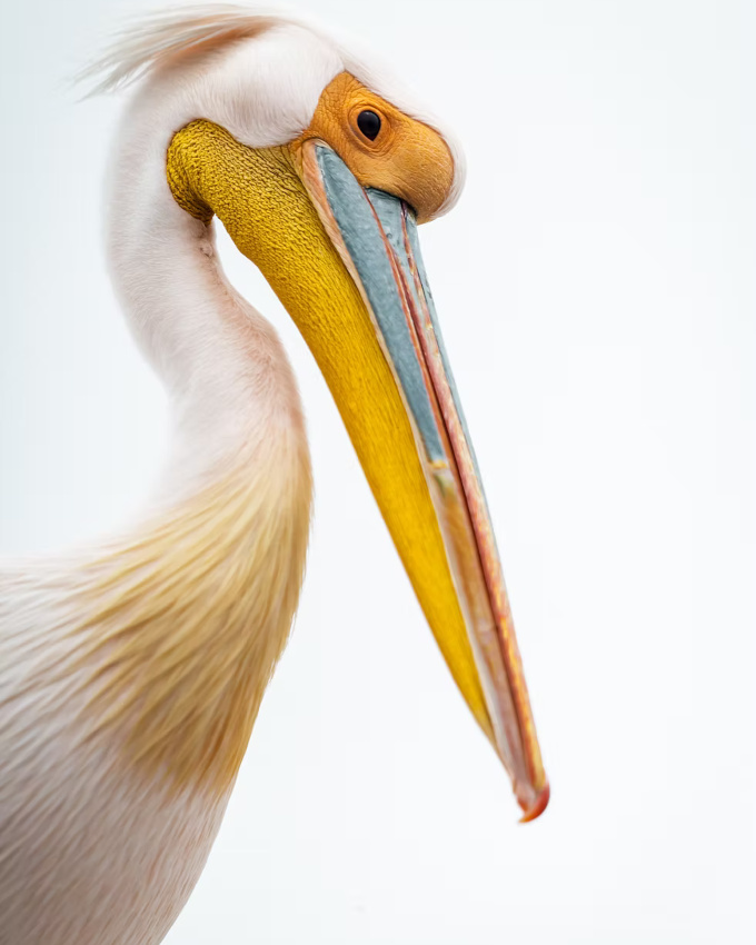 Le blanc, le meilleur ami des teintes pastel !