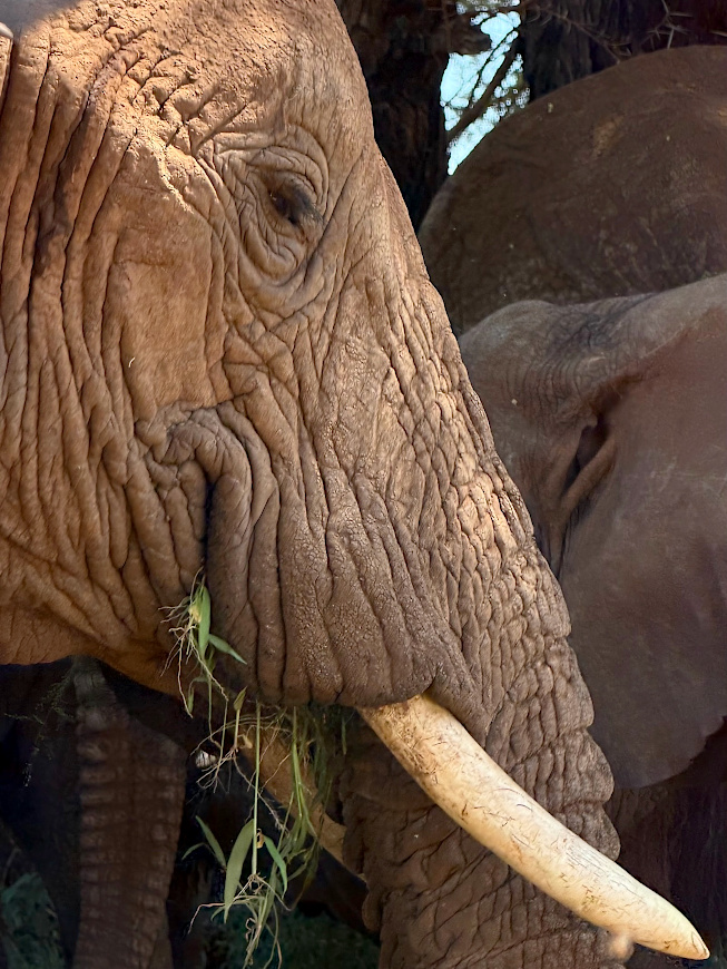 Assumer les signes du temps avec majesté... tout un art !