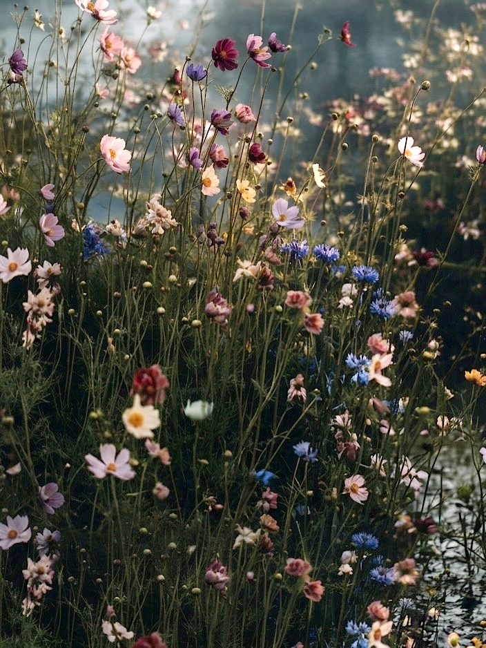 Quand la nature propose des imprimés plus que parfaits !