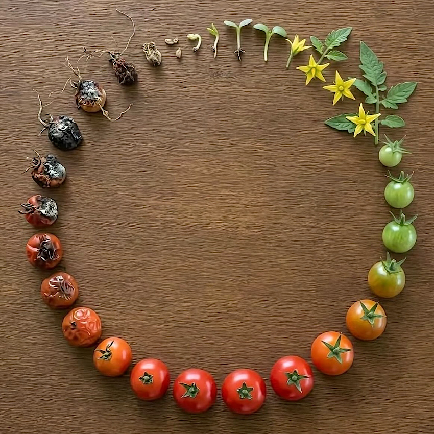 Le cycle de la vie...