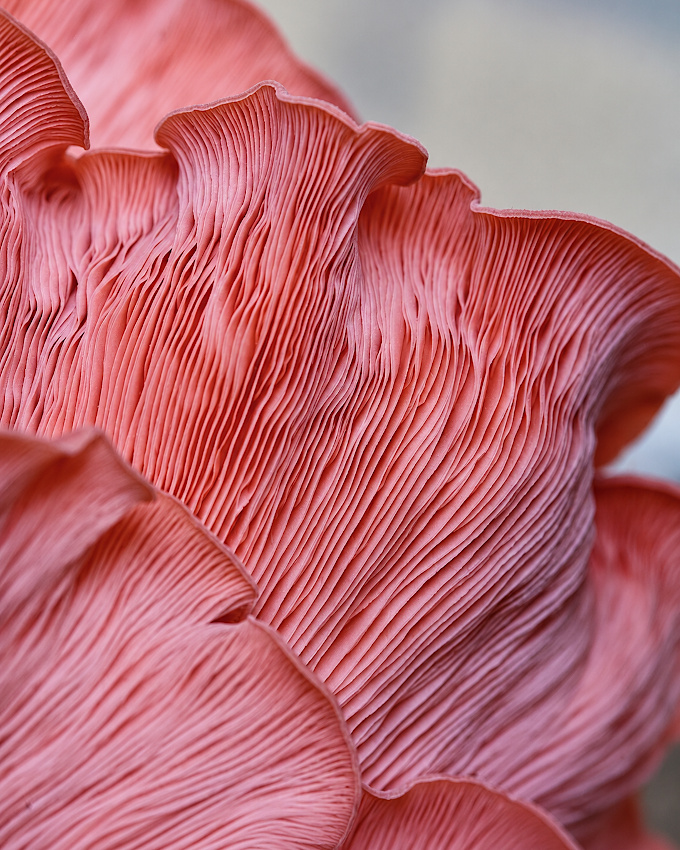 Difficile de pas voir le potentiel haute couture de ce champignon !